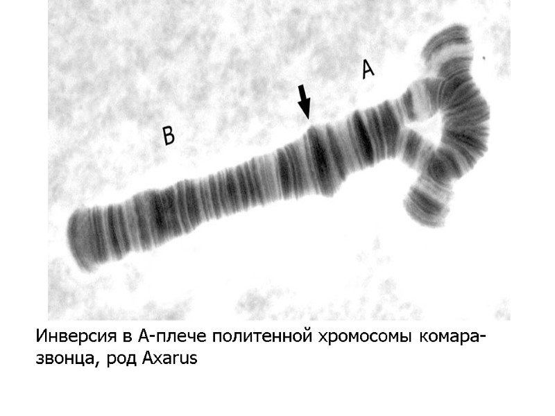 Инверсия в А-плече политенной хромосомы комара-звонца, род Axarus